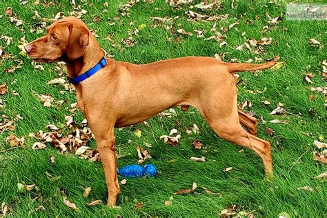 Vizslas for sale near me - 1 Month Free Pet Insurance. Cover for Hungarian Vizsla puppies ranges from: $40 .62/mo ~ $60 .07/mo*. Quote by Fetch in Nov 2023 for 80% cover $100 excess plan for an 8 week old Hungarian Vizsla. See PDS, TMD and T&C's. VIEW PHOTOS. 